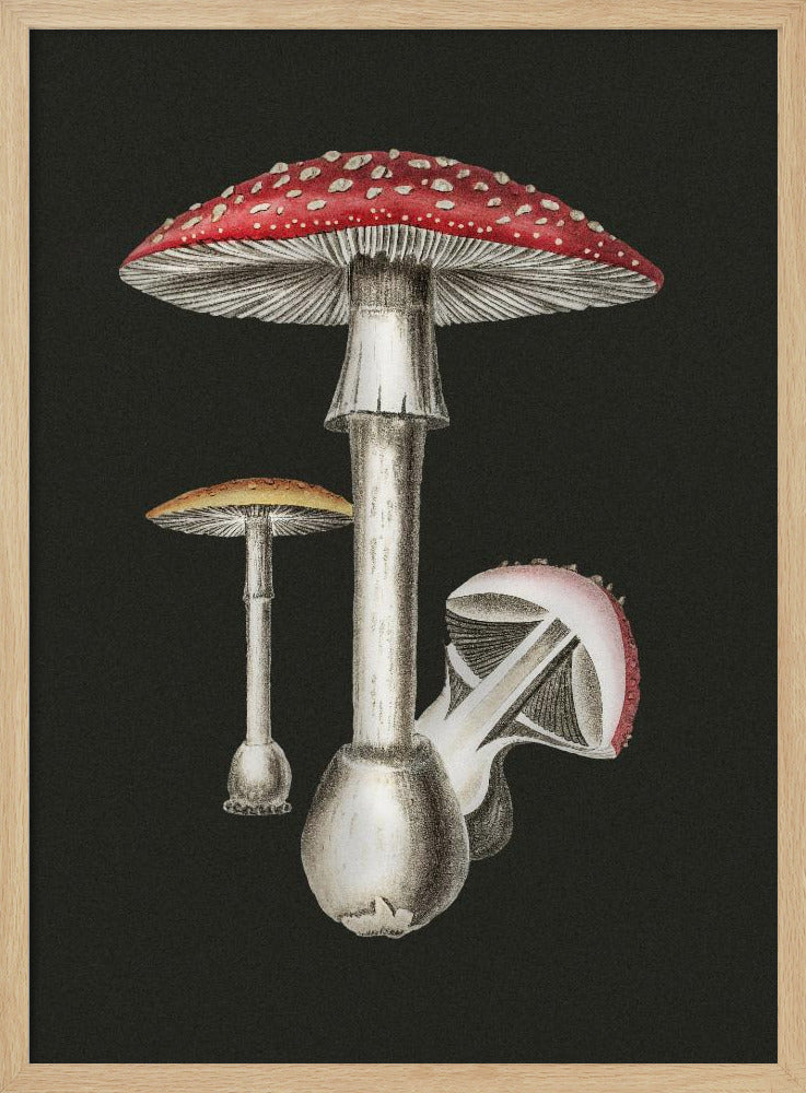 Amanita Muscaria Dunkler Hintergrund | Poster