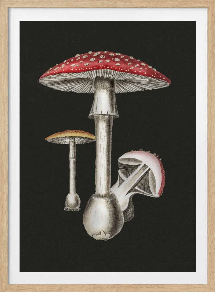 Amanita Muscaria Dunkler Hintergrund | Poster
