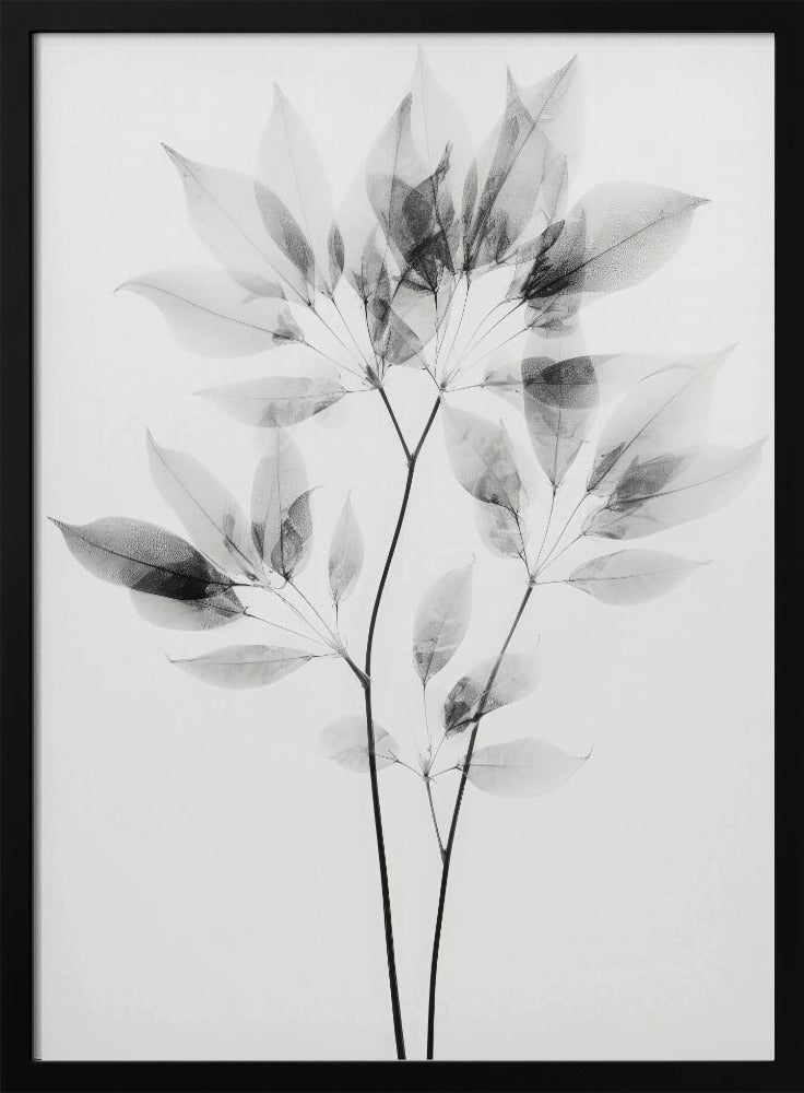 Transparente Blätter | Poster