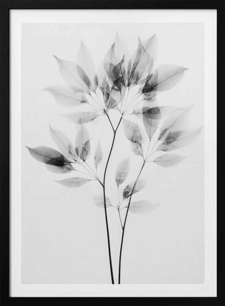 Transparente Blätter | Poster