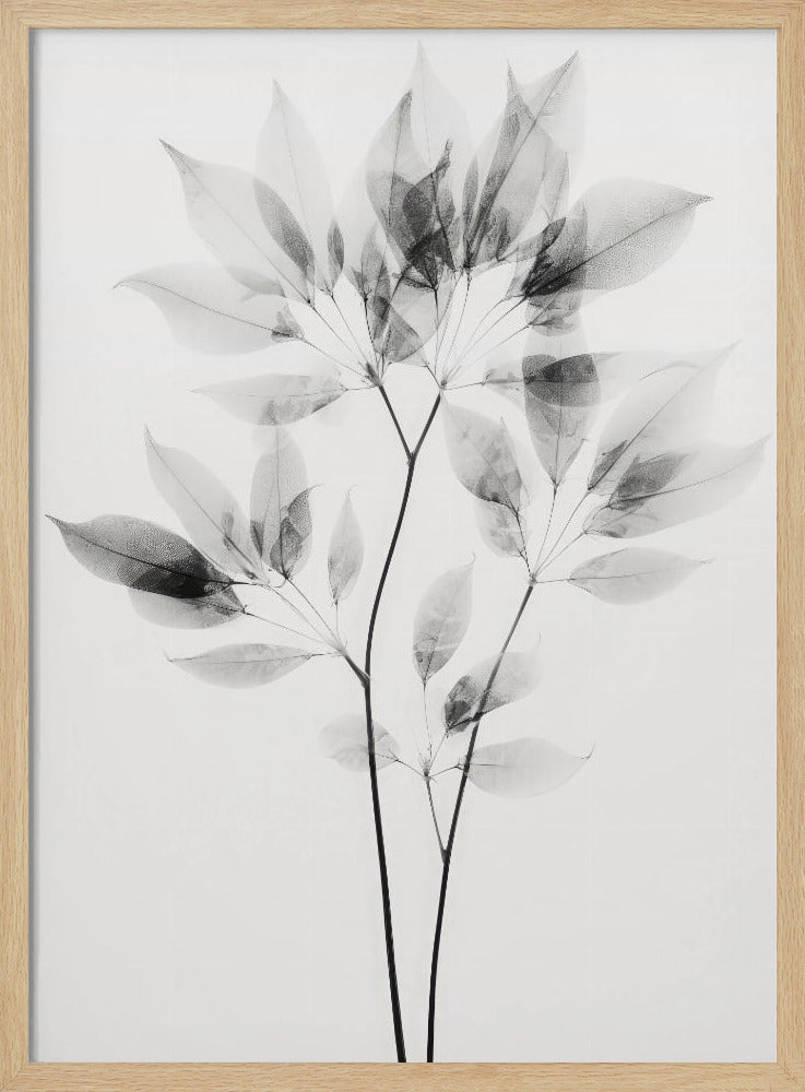 Transparente Blätter | Poster