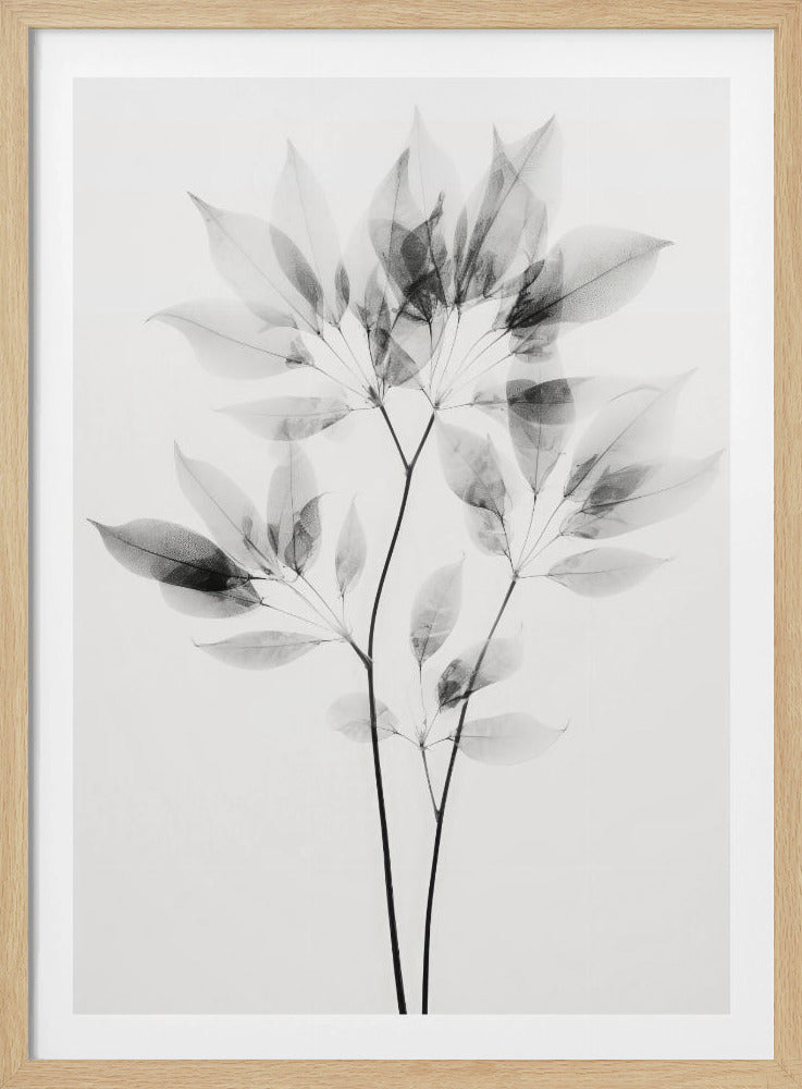 Transparente Blätter | Poster