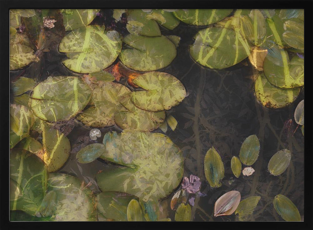 Pond plants | Poster