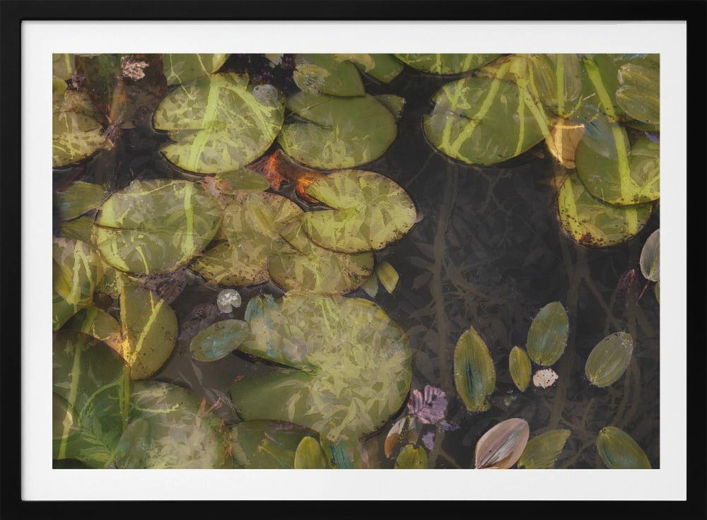Pond plants | Poster