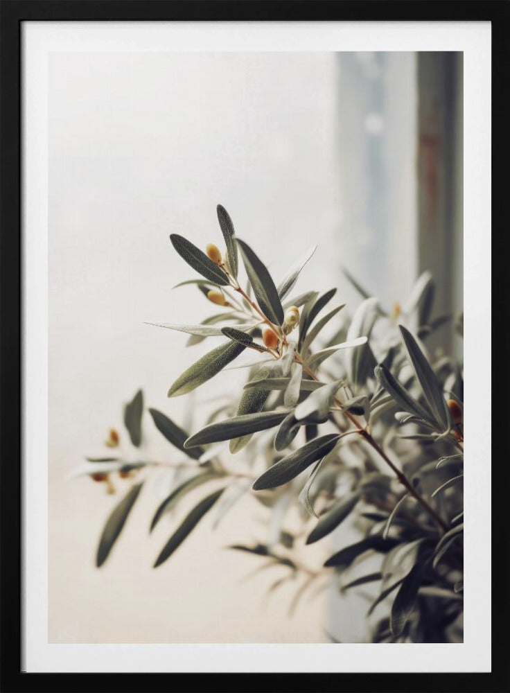 Olivenzweiglicht | Poster