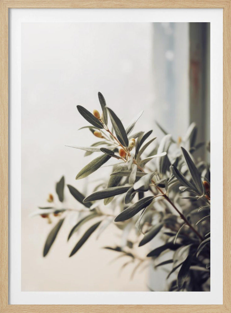 Olivenzweiglicht | Poster