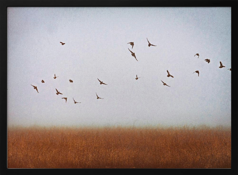 freedom | Poster
