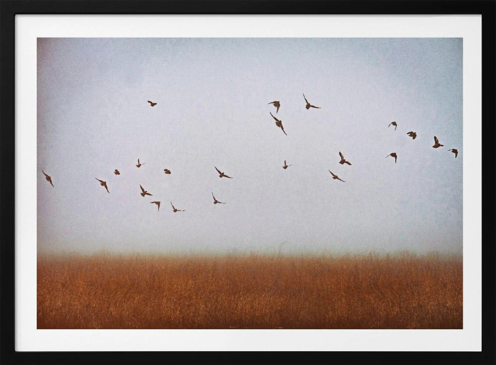 freedom | Poster