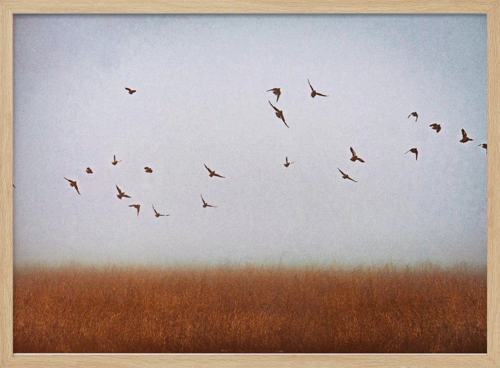 freedom | Poster