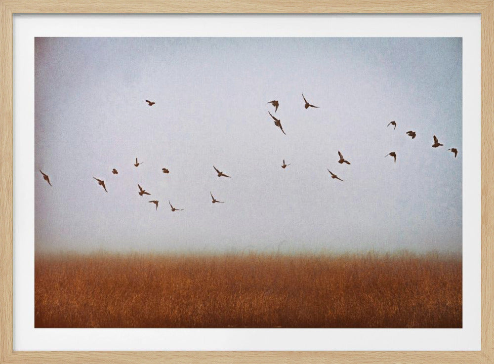 freedom | Poster