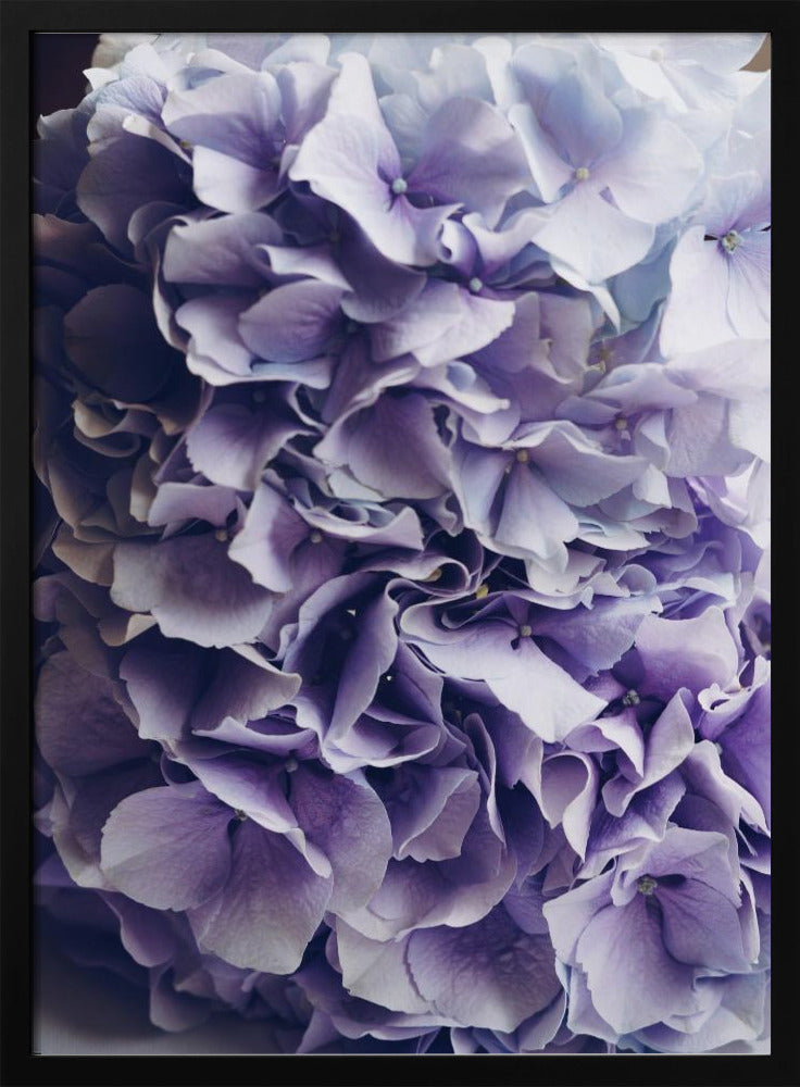 Leuchtend lila Hortensienblüten | Poster