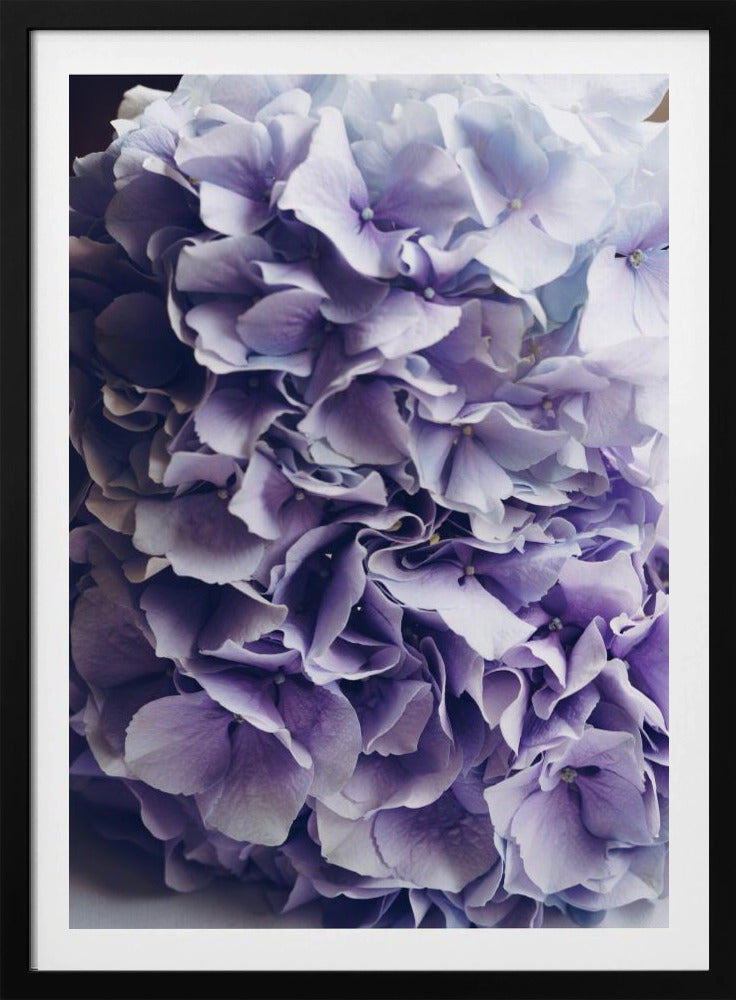 Leuchtend lila Hortensienblüten | Poster