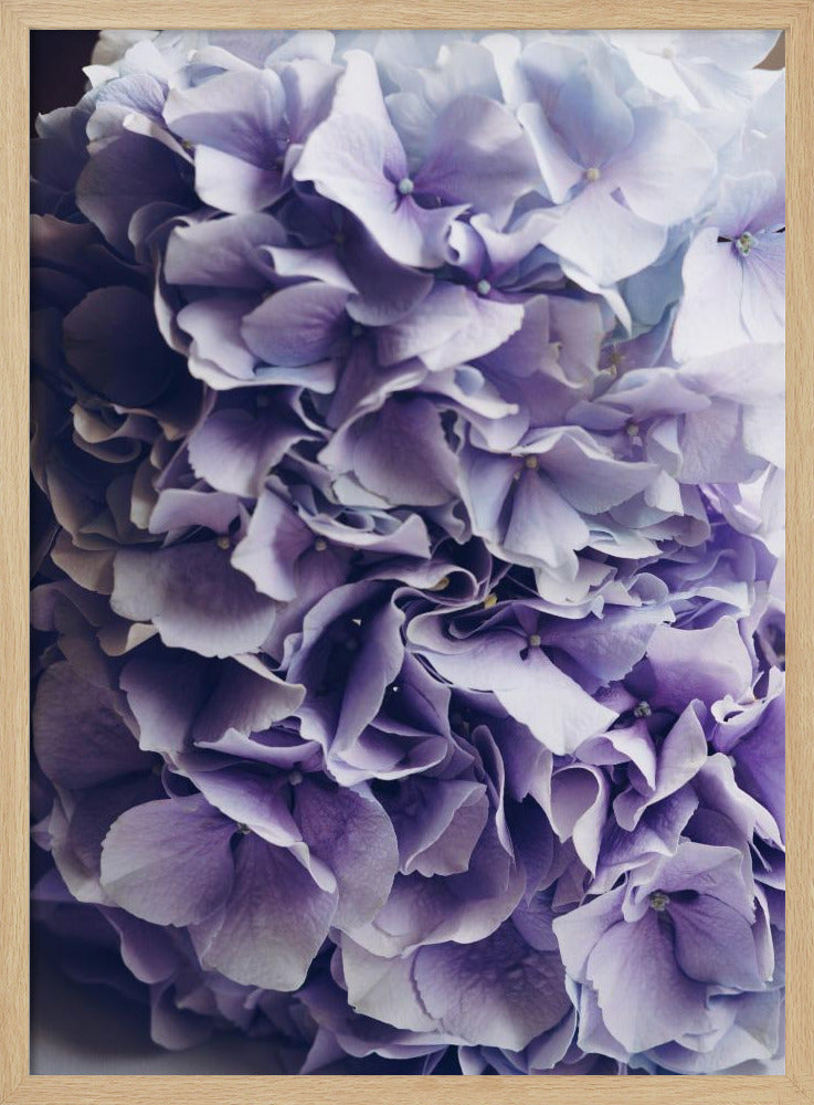 Leuchtend lila Hortensienblüten | Poster