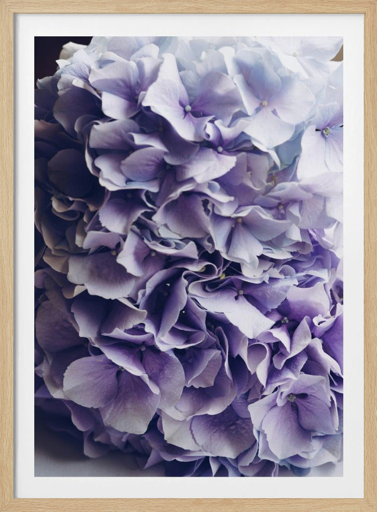 Leuchtend lila Hortensienblüten | Poster