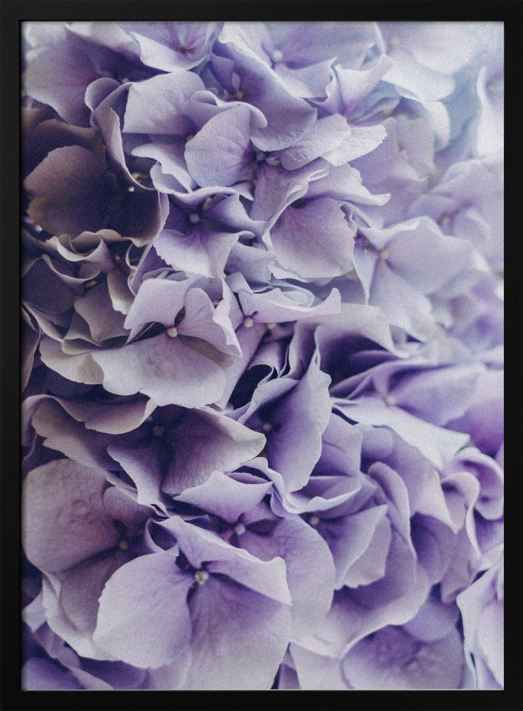 Leuchtend lila Hortensienblüten | Poster