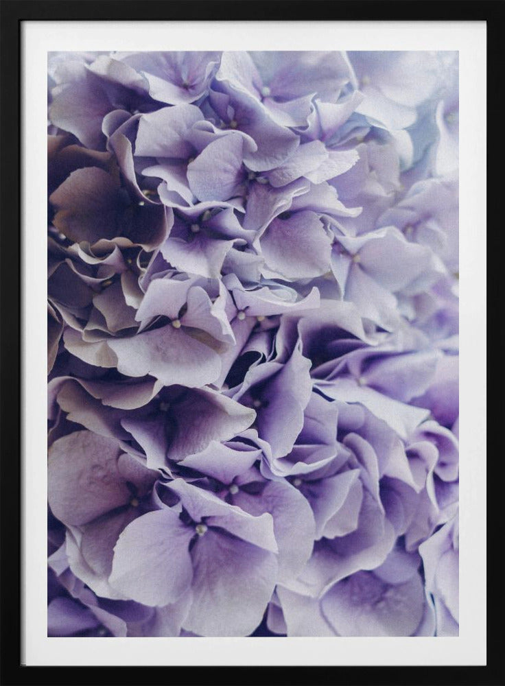 Leuchtend lila Hortensienblüten | Poster