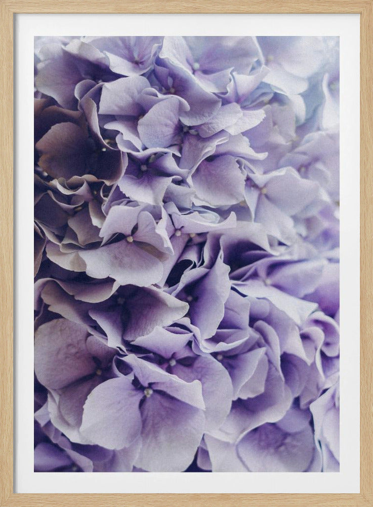 Leuchtend lila Hortensienblüten | Poster