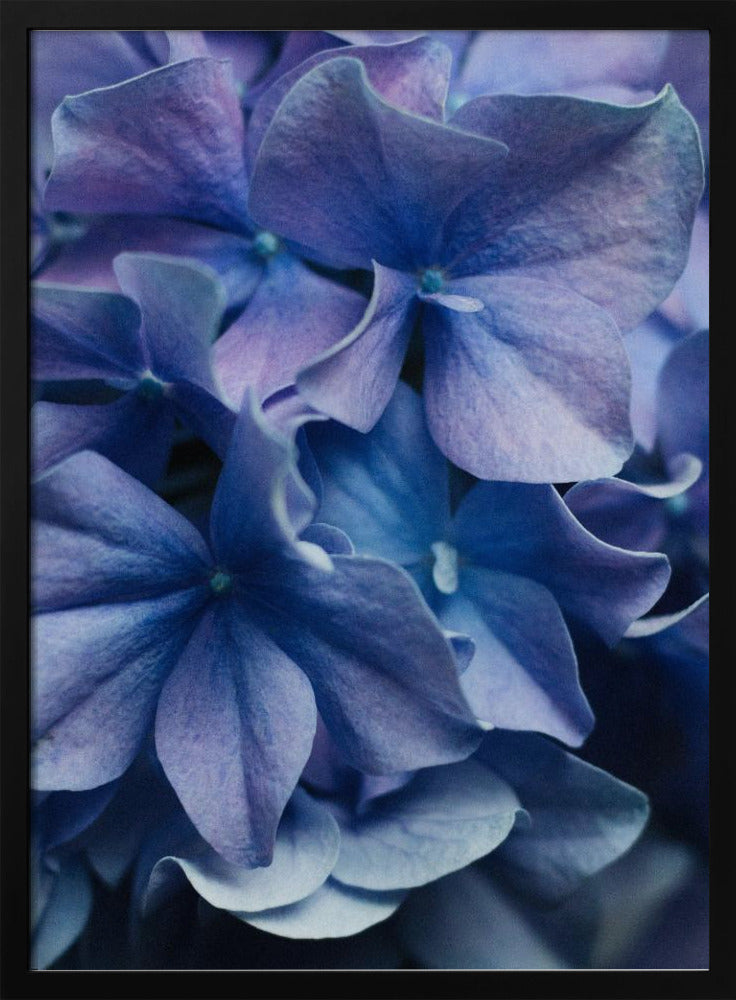 Leuchtend lila Hortensienblüten | Poster