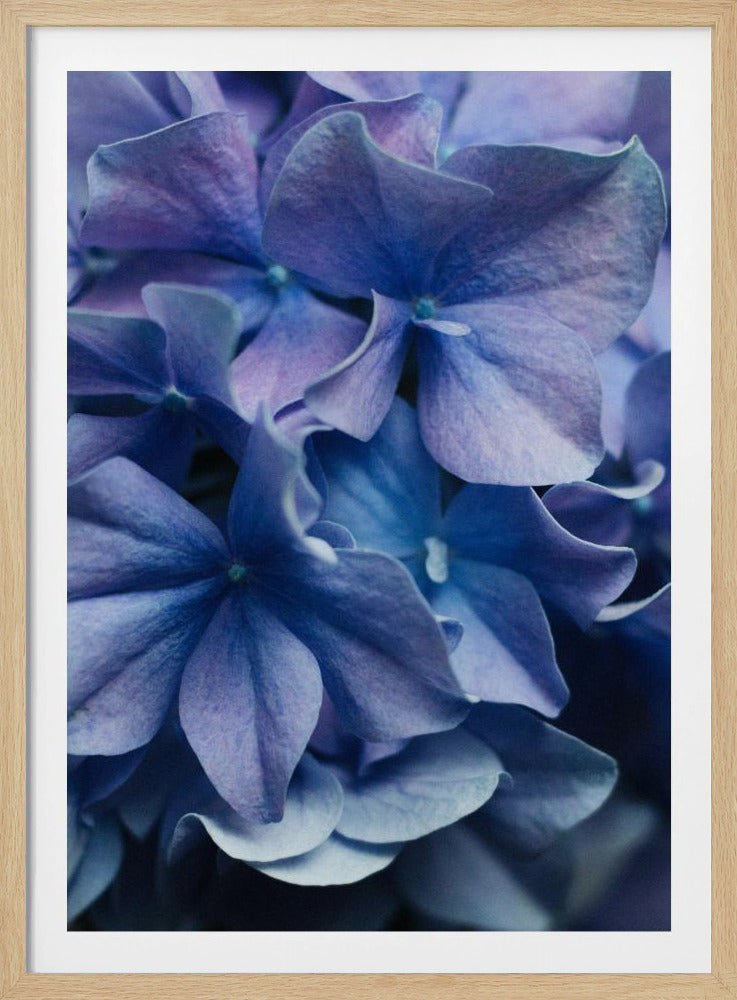 Leuchtend lila Hortensienblüten | Poster