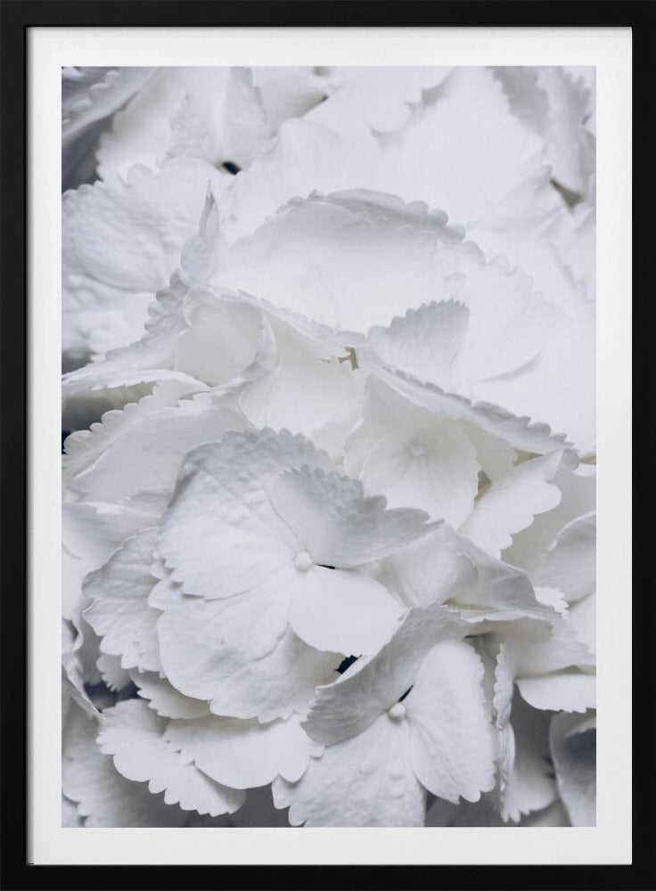 Zarte weiße Hortensienblüten | Poster
