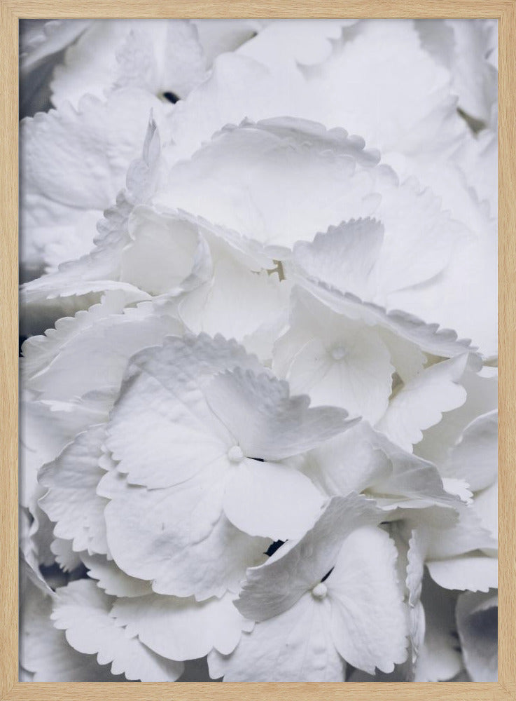 Zarte weiße Hortensienblüten | Poster