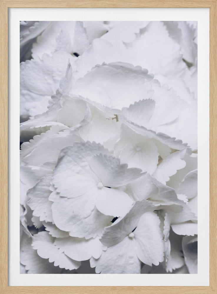 Zarte weiße Hortensienblüten | Poster