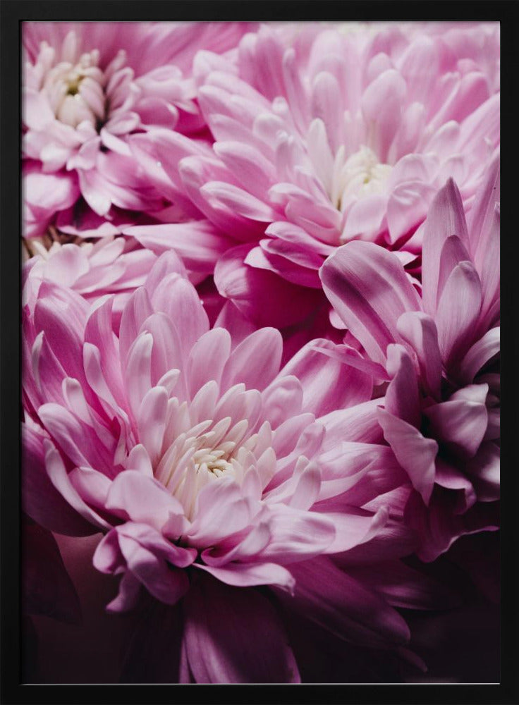 rosa Chrysanthemenblüte | Poster