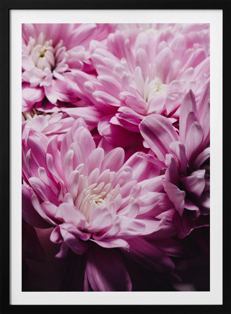 rosa Chrysanthemenblüte | Poster