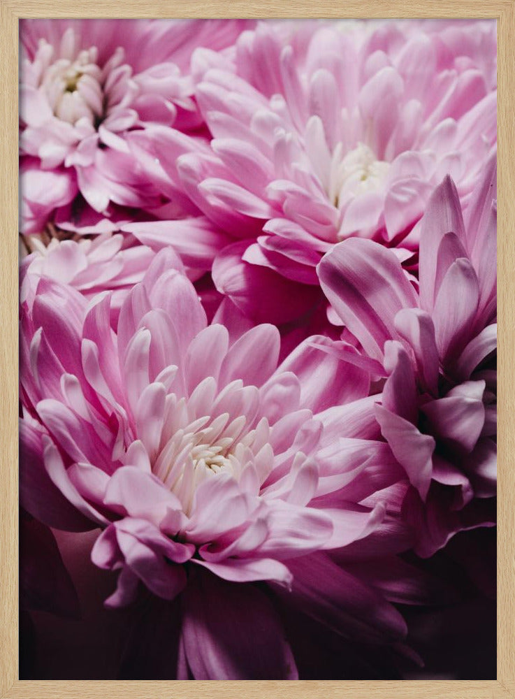 rosa Chrysanthemenblüte | Poster
