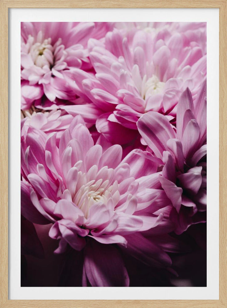 rosa Chrysanthemenblüte | Poster