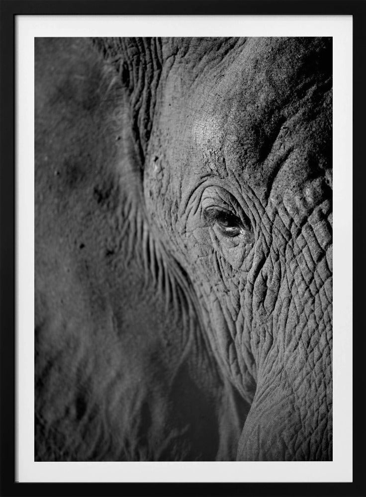 Majestätische Weisheit | Poster