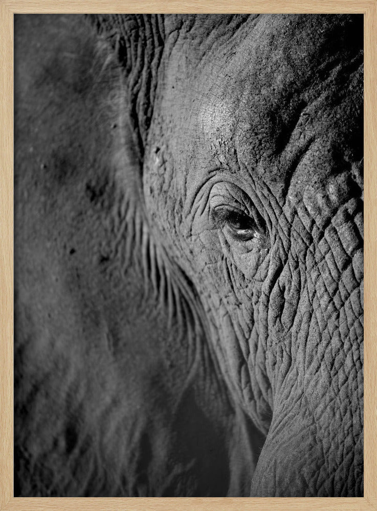Majestätische Weisheit | Poster