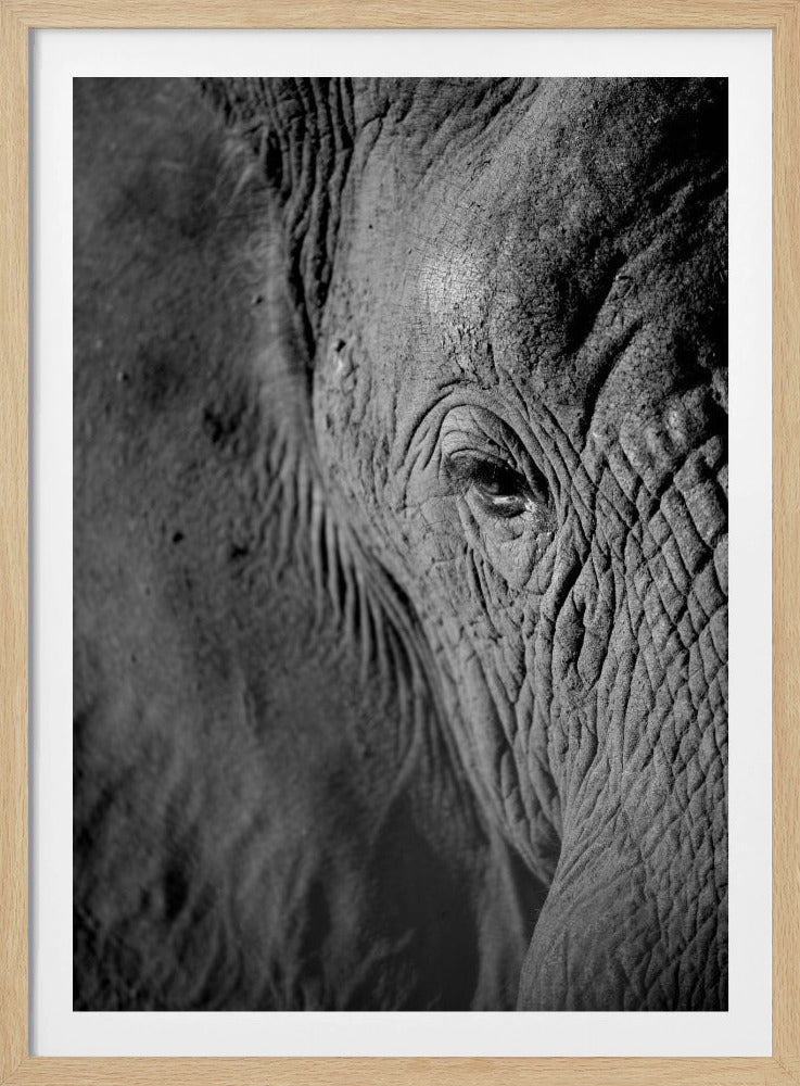Majestätische Weisheit | Poster