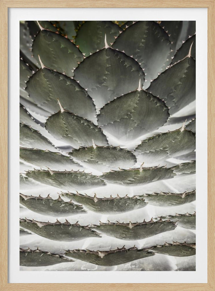 Spiral-Sukkulente | Poster