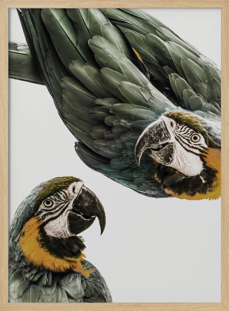 Lebendiges Papageien-Duo | Poster