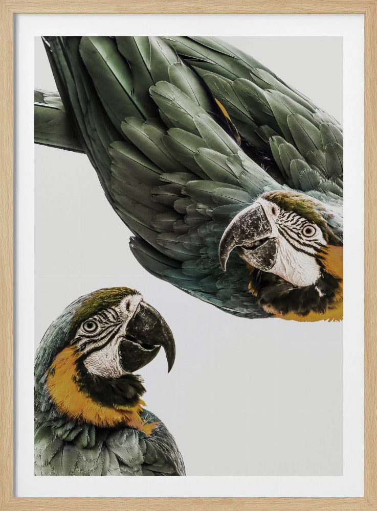 Lebendiges Papageien-Duo | Poster