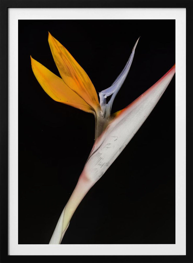 Paradiesvogel | Poster
