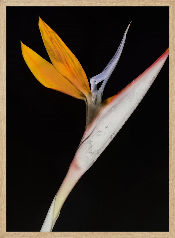 Paradiesvogel | Poster