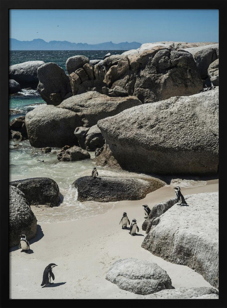 Pinguin-Bucht-Gelassenheit | Poster