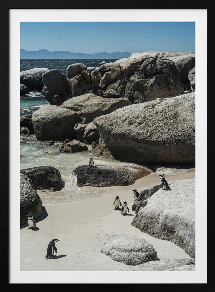 Pinguin-Bucht-Gelassenheit | Poster