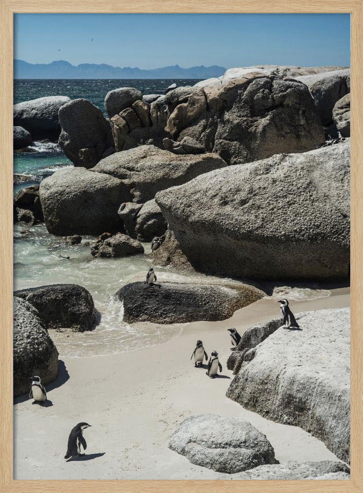 Pinguin-Bucht-Gelassenheit | Poster