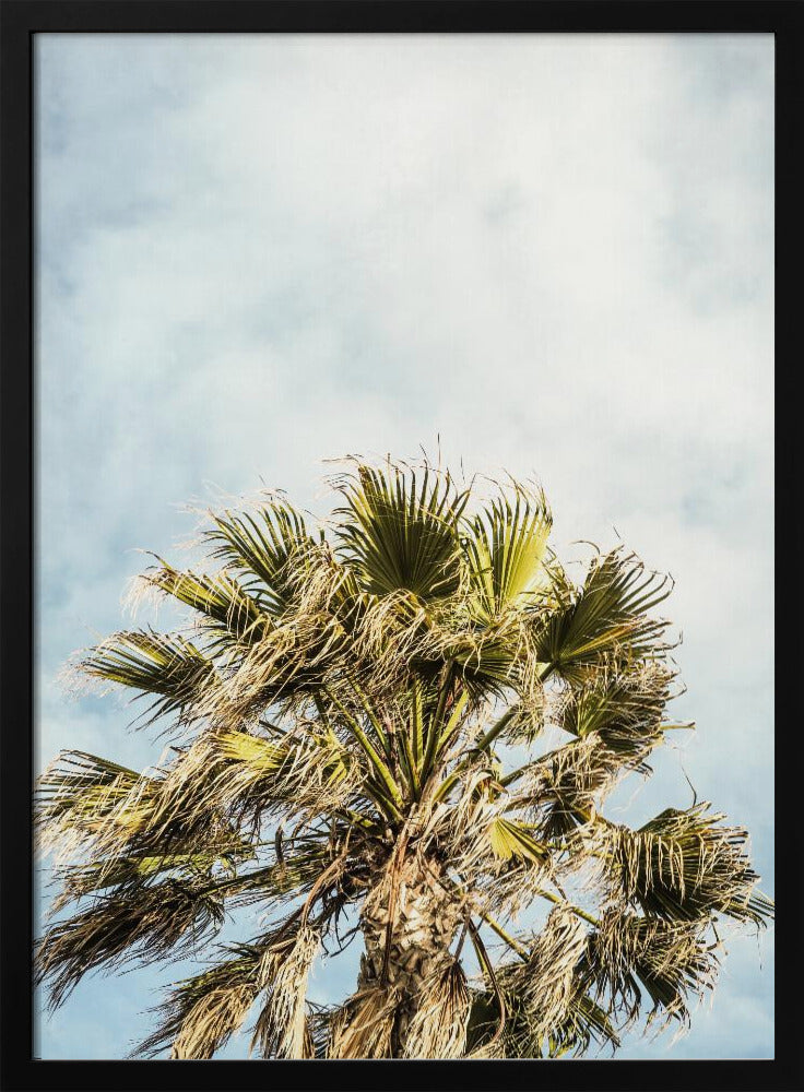 Sonnenbeschienene Wedel | Poster