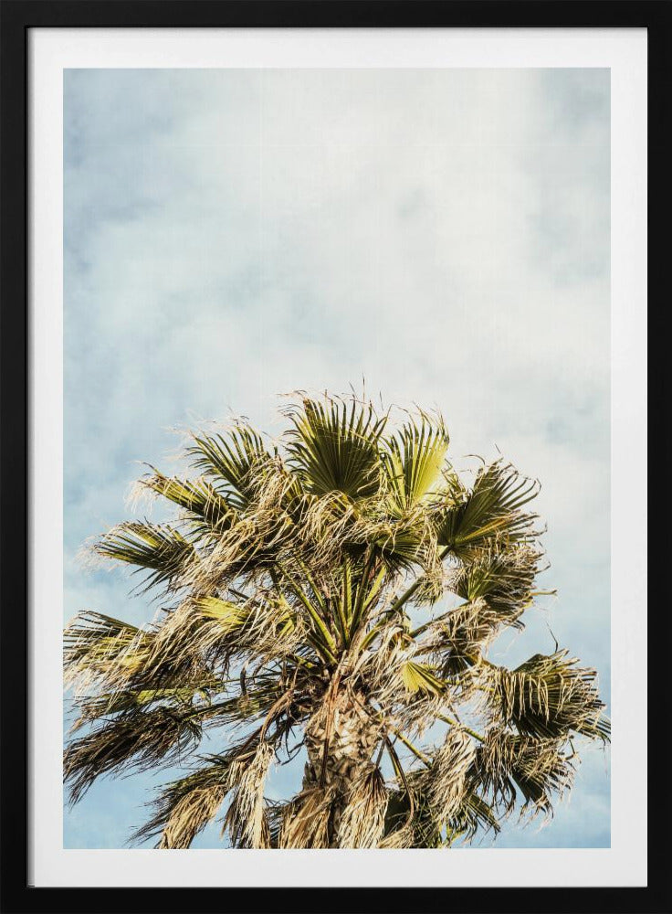 Sonnenbeschienene Wedel | Poster
