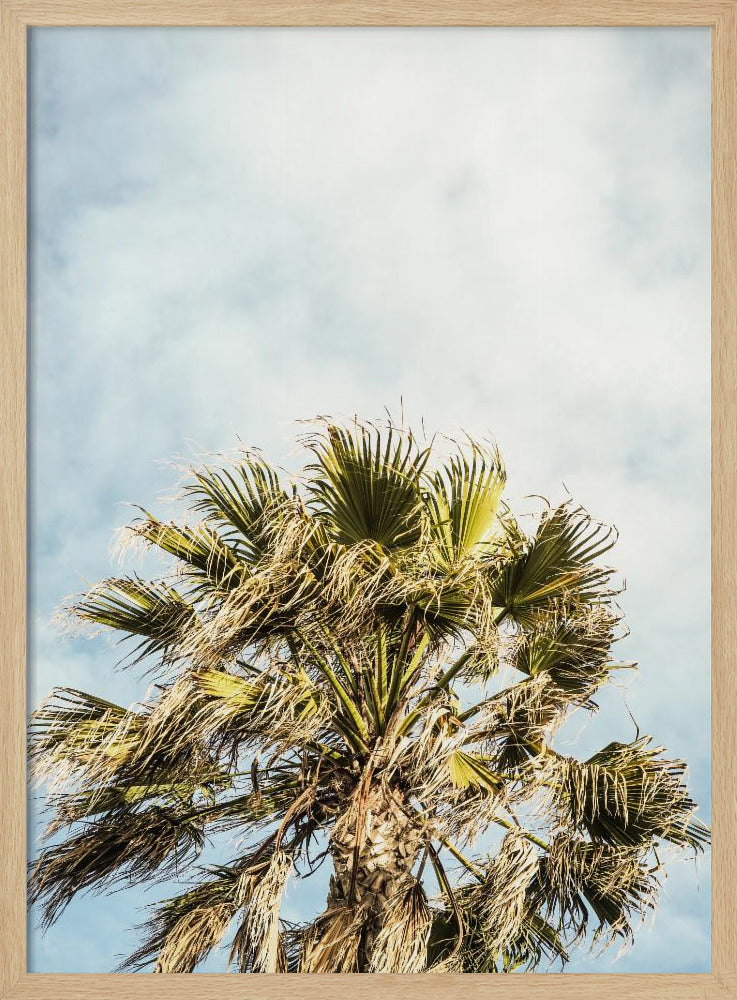 Sonnenbeschienene Wedel | Poster
