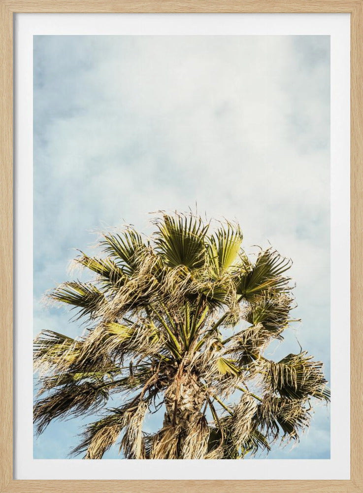 Sonnenbeschienene Wedel | Poster