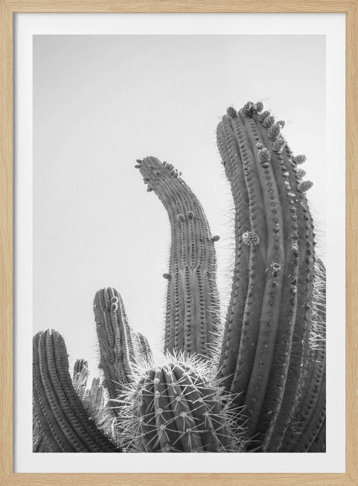 Wüstenriesen | Poster