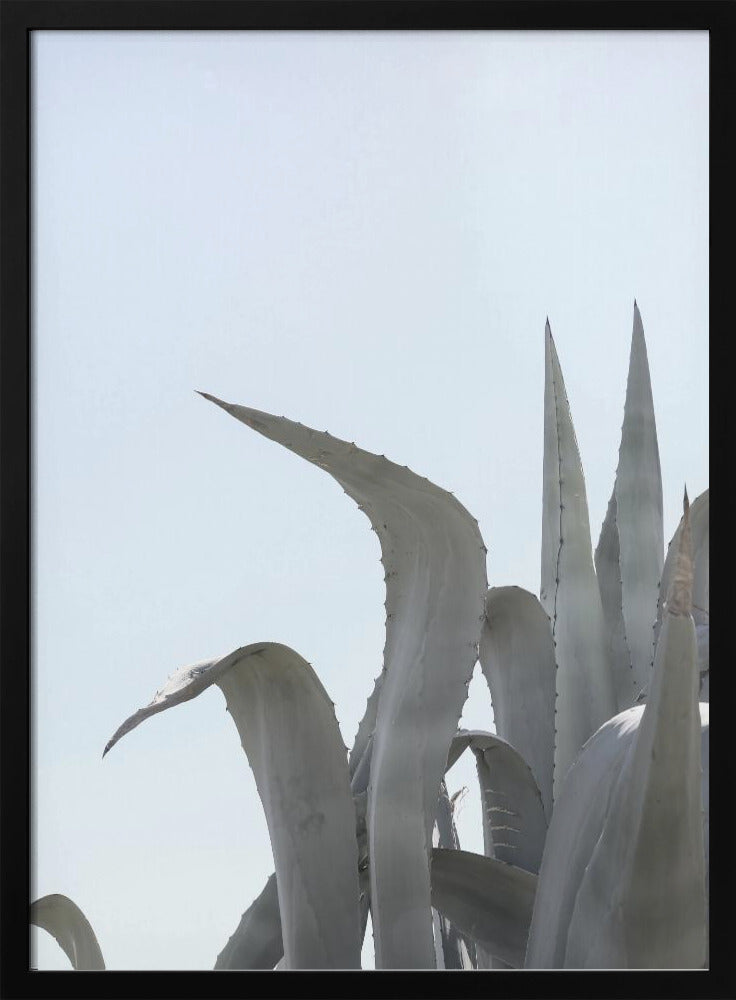 Azurblaue Agaventräume | Poster