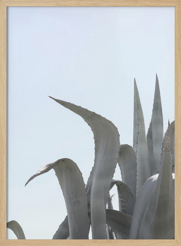 Azurblaue Agaventräume | Poster