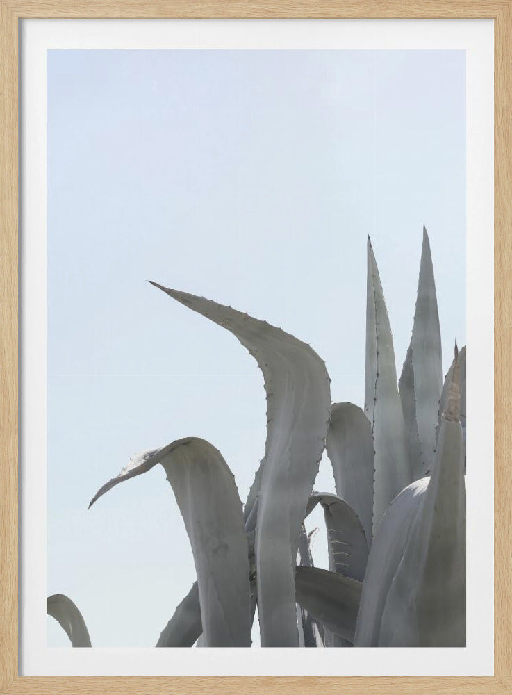 Azurblaue Agaventräume | Poster