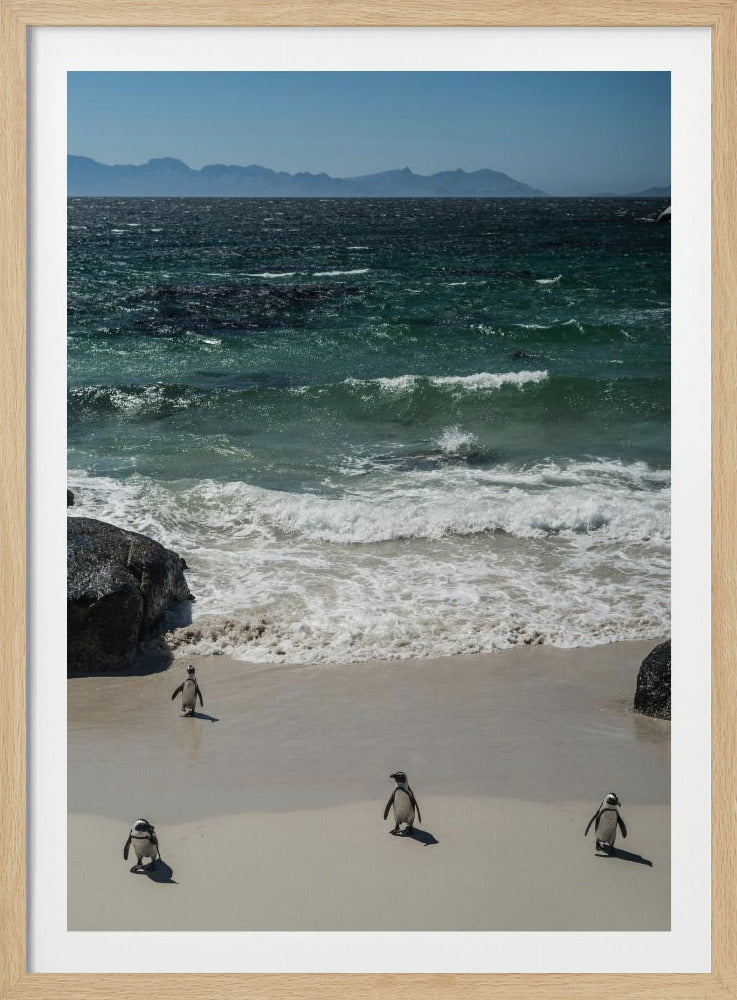 Penguin Beach Stroll | Poster